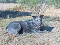  ?? PROVIDED ?? Blue was Robert Fisher’s family dog before finding a new home.