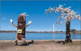  ?? NATHAN ELLGREN — THE ASSOCIATED PRESS ?? Stumpy the mascot dances near ‘Stumpy’ the cherry tree at the tidal basin in Washington earlier this wee, The weakened tree is experienci­ng its last peak bloom before being removed for a renovation project.