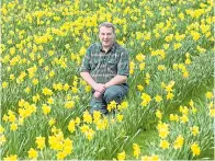  ??  ?? Kevin Stephens harvests daffodils to extract drug
