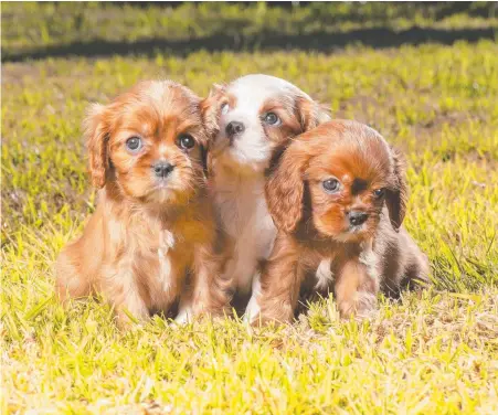  ?? Picture: ROB LEESON ?? King Charles cavalier puppies, all six weeks old, can fetch up to $6000 each