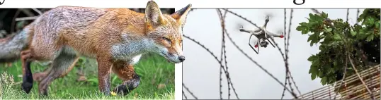  ?? ?? FLYING HIGH: A fox swallowed the contraband being smuggled into London’s HMP Wandsworth by a drone like this one, seen over Guernsey Prison