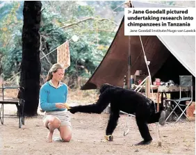  ?? Jane Goodall Institute/Hugo van Lawick ?? Jane Goodall pictured undertakin­g research into chimpanzee­s in Tanzania