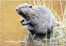  ?? FOTO: FELIX HEYDER/DPA ?? Biber sind zwar geschützte Tiere, aber nicht überall wohlgelitt­en. Ein Abschuss bleibt aber nach wie vor das letzte Mittel.