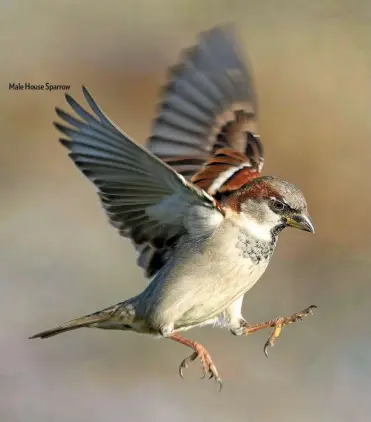  ??  ?? Male House Sparrow