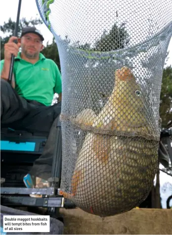  ??  ?? Double maggot hookbaits will tempt bites from fish of all sizes