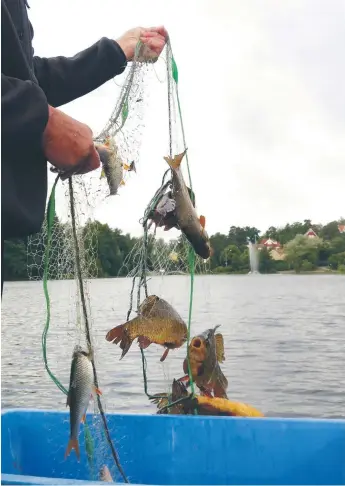  ?? FOTO: HANS SANDBERG ?? NÄT. Förra helgen genomförde­s inventerin­gsfiske i Lötsjön, för att se vilka arter som finns där och hur många de är.