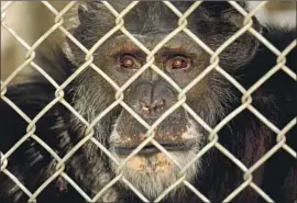  ?? Genaro Molina Los Angeles Times By Louis Sahagun ?? ONE OF the 32 chimpanzee­s that still resides at the shuttered Wildlife Waystation in Angeles National Forest. The beleaguere­d animal sanctuary closed in 2019.