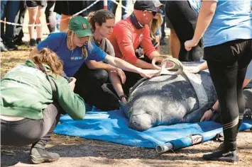  ?? RICARDO RAMIREZ BUXEDA/ORLANDO SENTINEL PHOTOS ?? Asha, a female rescued in the Halifax Canal (Volusia County) and rehabilita­ted at the Jacksonvil­le Zoo and Gardens, gets a checkup before release Monday at Blue Spring State Park.