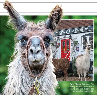  ??  ?? Furry friends: Guests at The Merry Harriers can hop on a llama for a trek through the surroundin­g countrysid­e