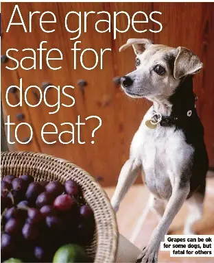 Picture of Are grapes safe for dogs to eat? - PressReader