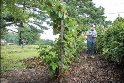  ?? NWA Democrat-Gazette/SPENCER TIREY ?? Rafael Rios picks blackberri­es as his sister, Christina Alvarado, digs carrots on their family farm in Rogers. The farm supplies produce to several Bentonvill­e restaurant­s.