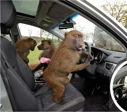  ?? Pictures: SOLENT NEWS/REX/ SHUTTERSTO­CK ?? Baboons at Knowsley Safari were used by Hyundai in 2012 to test durability of its latest hatchback, while some monkeys, centre right, did have a spate of taking flags off cars