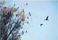  ??  ?? Die größte Kormoranko­lonie in Baden-Württember­g befindet sich an der Lipbachmün­dung zwischen Fischbach und Immenstaad. 2019 sollen dort 350 Paare gebrütet haben. Infolge des Kots der Vögel sind dort zahlreiche Bäume geschädigt.