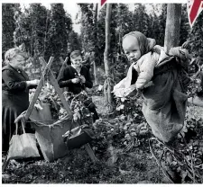 ??  ?? ABOVE These East Enders keep an eye on baby – who has been tied to a tree – while they continue hop-picking in the fields of Kent. September 1941