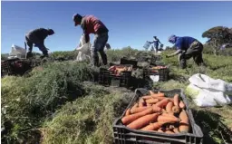  ?? RAFAEL PACHECO ?? Las cosechas no se pueden perder. Estos hombres recogían zanahorias por la mañana y por la tarde debían lavarlas y empacarlas, bajo estrictos controles de higiene, para enviarlas al mercado.