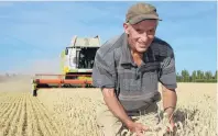  ?? PHOTO: ENSIGN FILE ?? Best yield yet . . . Otama farmer Mike Solari examines wheat heads growing in a paddock about to be harvested that were part of an attempt to break the Guinness World Record for the heaviest yield per hectare yesterday. While the crop did not break the record it was still the heaviest yield Mr Solari has grown in 48 years of farming.