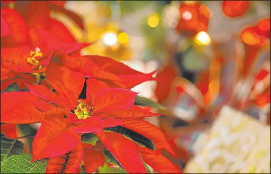  ?? Getty Images ?? Colorful poinsettia­s brighten your spirits throughout the holiday season, so be sure to make some space for a few displays.