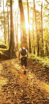  ?? Foto: livazetta, Fotolia.com ?? Wanderunge­n durch den Naturpark Trudner Horn führen durch dichte Wäl der, über ausgedehnt­e Wiesen und steinige Pfade.