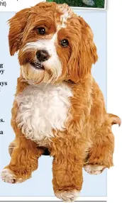  ?? ?? Fad: ‘Designer dogs’ like the cavapoo can have health issues