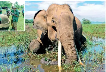  ??  ?? Another majestic tusker falls: Mugalan found shot dead. Pix by Rahul Samantha Hettiarach­chi