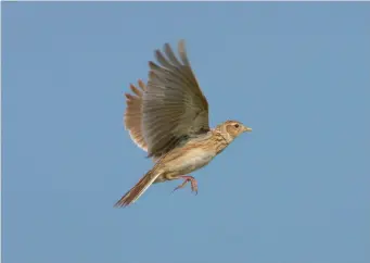  ?? ?? ELEVEN: Eurasian Skylark (Tuscany, Italy, 1 May 2007). In many ways Eurasian Skylark is more distinctiv­e in flight than on the ground. It is relatively slim winged for a lark and evenly proportion­ed. It shows a conspicuou­s white trailing edge to the wing and white outer tail feathers. On the breeding grounds it has a distinctiv­e fluttery flight, with the wings bowed strongly downwards. It indulges in aerial chases, hovering above the vegetation before alighting. The most familiar calls are a hard, rippling chirrup or treeip as well as soft, conversati­onal see-up notes.