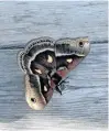  ??  ?? Another sighting, this one in Nova Scotia. Irma MacDonald came across this beautiful moth last Friday, in Eastern Passage, N.S. According to the owner, it was there when she arrived to open the shop at 8 a.m.; it was still there when Irma left at 9:30.