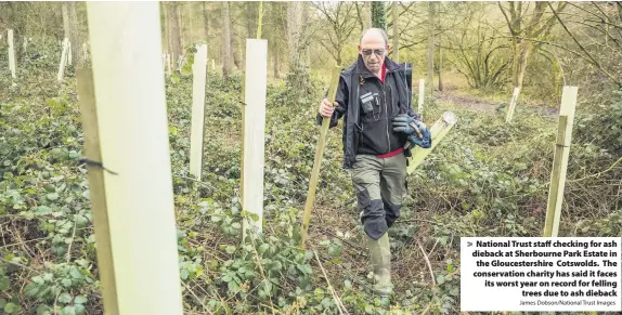  ?? James Dobson/National Trust Images ?? National Trust staff checking for ash dieback at Sherbourne Park Estate in the Gloucester­shire Cotswolds. The conservati­on charity has said it faces its worst year on record for felling
trees due to ash dieback