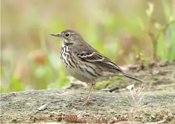  ?? ?? TWELVE: Japonicus Buff-bellied Pipit (Long Valley, Hong Kong, 24 January 2010). The plain lores and plain, brownish, unstreaked upperparts on this bird are strong pointers to Buff-bellied Pipit. However, it differs in several respects from a typical rubescens. In particular, its upperparts are rather dark and ‘cold’ looking, its wing-bars (especially the median covert bar) are crisply defined and white, the underparts’ streaking is rather extensive, heavy and blackish, the underparts’ background colour is white, the malar patch is prominent and the legs are pinkish. These features in combinatio­n are all characteri­stic of the Asian form japonicus.