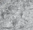  ??  ?? Maize plants