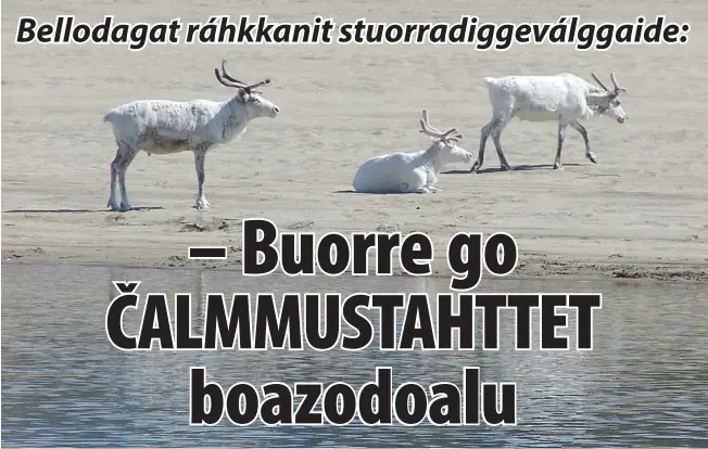  ?? Vuorkágovv­a. ?? OASSIN VÁLGAPROGR­ÁMMAIN: Eanaš stuorradig­gebellodag­at namuhit boazodoall­oáššiid iežaset válgaprogr­ámmain. Válgadutki mielas lea dat buorre.