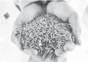  ?? — Gambar WWF-Malaysia ?? BERKUALITI: Hasil padi yang ditanam menerusi inisiatif S.R.I.