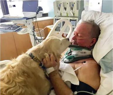  ??  ?? ABOVE: Bob recovers in hospital with five-year-old golden retriever Kelsey, who kept him warm and awake for 20 hours. children raised by dogs, see FT45:44, 80:8, 150:9, 161:20-21, 185:8-9, 189:9, 252:17, 275:12, 289:20.