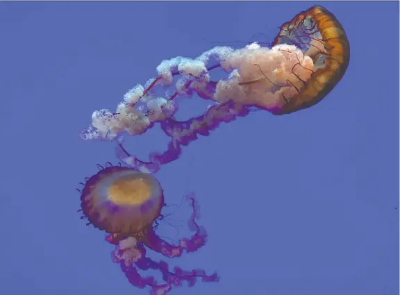  ?? PHOTOS: BARBARA TAYLOR ?? It’s fascinatin­g to watch Pacific sea nettles as they gracefully shift shapes in a large, beautifull­y lit tank at Ripley’s Aquarium in Toronto.