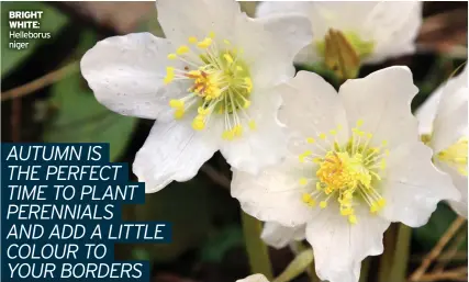  ?? ?? BRIGHT WHITE: helleborus niger