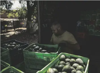  ?? AP PHOTO/ARMANDO SOLIS ?? A man works at an avocado orchard in Santa Ana Zirosto, Michoacan state, Mexico, on Jan. 26.