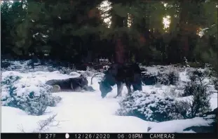  ?? SCOTT SUMNER — CALIFORNIA DEPARTMENT FISH AND WILDLIFE VIA AP ?? A male wolf, OR-85, collared by Oregon wildlife officials last year, has been spotted in Siskiyou County with another wolf, likely a female, who could deliver puppies this spring, California wildlife officials said.
