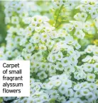  ??  ?? Carpet of small fragrant alyssum flowers