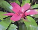  ?? PROVIDED BY MYRIAD GARDENS ?? Crystal Bridge Conservato­ry at Myriad Botanical Gardens will sell plants that will not be transferre­d to the renovated space on May 29. Bromeliad is pictured.