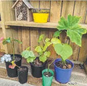  ?? ?? ABOVE: Grabbing some cuttings from gardening friends and recycling old pots and tubes is a small step towards sustainabi­lity.