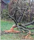  ?? Foto: Georg Gingele ?? In Vöhringen hat sich ein Biber kürzlich an einem Obstbaum zu schaffen ge macht.