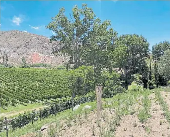  ??  ?? La producción en los valles. A la derecha, primer plano de romero; a la izquierda, viñedos.