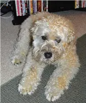  ??  ?? A family photo captures Riley, the Wheaten terrier.