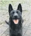  ??  ?? Police dog Raven helped to track down two suspected car thieves.