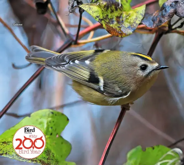  ??  ?? Goldcrest