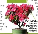  ?? ?? POT LUCK You can grow them without acid soil