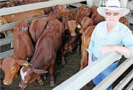  ?? PHOTO: CONTRIBUTE­D ?? SALE DAY: Gary Lamb, Childers, with a pen of his droughtmas­ter and droughtmas­ter cross weaner steers. The steers sold for 336.2c/kg or $631/head.