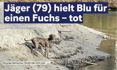  ?? Privat ?? Die junge weimaraner-hündin lebt nicht mehr.