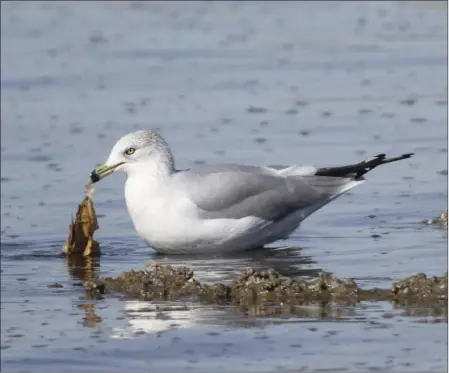  ?? JOHN GARFEIN PHOTO ?? A gull picks at a talapia at the Salton Sea.