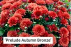  ?? ?? ‘Prelude Autumn Bronze’