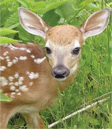  ?? (Submitted photo) ?? A stray fawn may look vulnerable and alone, but the mother is usually nearby keeping a watchful eye on her offspring.